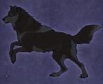 animal_genitalia black_body black_fur black_nose blue_eyes feral fluffy fluffy_tail fully_sheathed fur genitals male paws sheath simple_background solo tail cedarwolf canid canine canis mammal wolf digital_media_(artwork)