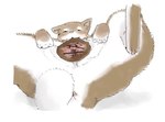 animal_genitalia canine_genitalia canine_vulva censored_genitalia censored_vulva female feral genitals solo angra canid canine canis domestic_dog mammal shiba_inu spitz censored