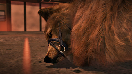 ambiguous_gender bridle face_focus feral fur muzzle_(object) muzzled realistic_feral solo trioami260 canid canine canis domestic_dog mammal wolf 2019 3d_(artwork) digital_media_(artwork) hi_res