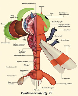 ambiguous_gender anatomical_diagram anatomical_study anatomy anatomy_chart back_wings chart cross_section feral green_body high-angle_view insect_wings orange_body orange_wings organs page_number scientific_name simple_background solo tan_background text twitter_handle white_wings wings x-ray_view christopher_stoll nintendo pokemon pokenatomy generation_2_pokemon pokemon_(species) yanma 2025 biological_illustration copyright_name digital_drawing_(artwork) digital_media_(artwork) english_text exploded-view_drawing full-length_portrait hi_res portrait technical_illustration