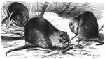 ambiguous_gender feet feral fur group outside quadruped tail toes trio friedrich_wilhelm_kuhnert public_domain mammal nutria rodent 20th_century ancient_art greyscale monochrome signature traditional_media_(artwork)