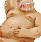 anthro belly big_belly blush bodily_fluids brown_body humanoid_hands kemono male moobs navel nipples overweight overweight_male simple_background solo sweat white_background diru11 domestic_pig mammal suid suina sus_(pig) 2015