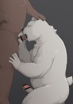 anthro balls belly bodily_fluids brown_body brown_fur duo erection fur genital_fluids genitals humanoid_genitalia humanoid_hands humanoid_penis kemono male male/male oral overweight overweight_male penis precum simple_background sweat white_body white_fur barontoko bear mammal polar_bear ursine 2021 censored hi_res