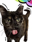 ambiguous_gender black_body black_fur blep feral fur paws pointy_ears prick_ears pupils realistic solo tail tongue tongue_out whiskers natedhernandez real_world domestic_cat felid feline felis mammal tortoiseshell_cat 3:4 hi_res portrait