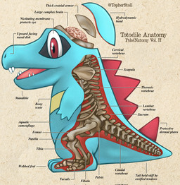 3_fingers 3_toes ambiguous_gender anatomy anthro biped blue_body bone brain cross_section dorsal_ridge feet fingers looking_at_viewer open_mouth organs paper_background plantigrade pupils red_body red_eyes red_tongue rib_cage semi-anthro side_view simple_background skeleton solo tail tan_background teeth text toes tongue tongue_showing twitter_handle white_sclera yellow_body christopher_stoll nintendo pokemon pokenatomy generation_2_pokemon pokemon_(species) totodile 2022 biological_illustration copyright_name digital_drawing_(artwork) digital_media_(artwork) english_text exploded-view_drawing full-length_portrait hi_res portrait species_name technical_illustration