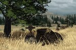 ambiguous_gender feral field forest grave grieving lying mountain on_front on_ground plant sad tree wild_west fihell red_dead_(series) rockstar_games equid equine horse mammal hi_res