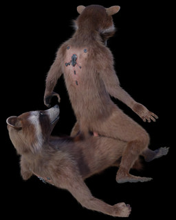anthro balls clone duo fur genitals male male/male nude penis rasterraccoon disney guardians_of_the_galaxy marvel rocket_raccoon mammal procyonid raccoon 3d_(artwork) digital_media_(artwork) hi_res