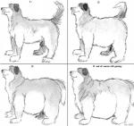 ambiguous_gender base_two_layout basic_sequence bd belly big_belly canid canine canis domestic_dog english_text feral four_frame_grid four_frame_image four_frame_sequence fur graphite_(artwork) greyscale grid_layout mammal monochrome obese obese_ambiguous obese_feral overweight overweight_ambiguous overweight_feral pencil_(artwork) regular_grid_layout sequence signature slightly_chubby smile solo text tongue tongue_out traditional_media_(artwork) two_row_layout weight_gain