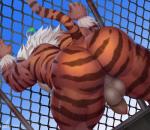 anthro backsack balls bent_over big_butt butt butt_focus detailed_background fence flaccid foreskin fur genitals humanoid_genitalia humanoid_penis long_foreskin male muscular muscular_anthro muscular_male nude orange_body orange_fur penis perineum presenting presenting_hindquarters rear_view solo standing striped_body striped_fur stripes thick_thighs unretracted_foreskin white_balls white_penis white_perineum raccoon21 lifewonders tokyo_afterschool_summoners hombre_tigre_(tas) felid mammal pantherine tiger 2019