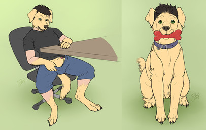 2_panel_comic 4_toes 5_fingers after_transformation animal_genitalia animal_penis at_table black_claws black_clothing black_hair black_pawpads black_shirt black_t-shirt black_topwear blue_bottomwear blue_clothing blue_collar blue_shorts bottomwear brown_nose canine_genitalia canine_penis chair chew_toy claws clothed clothing collar dog_toy feet feral fingers floppy_ears fur fur_growth furniture genitals gradient_background growth hair human_to_feral light_body light_skin male mid_transformation name_tag nude office_chair on_chair pawpads penis penis_poking_out sheath shirt shorts simple_background sitting sitting_on_chair sitting_on_ground species_transformation t-shirt table tail toes topwear transformation yellow_body yellow_fur loonertick canid canine canis domestic_dog human mammal 2017 dated hi_res signature