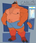 anthro argentine_flag beard belly blue_eyes body_hair bottomwear chest_hair clothing ears_up facial_hair fur hat headgear headwear hooves looking_at_viewer male multicolored_body multicolored_fur musclegut muscular muscular_anthro muscular_male navel orange_body orange_fur pecs pubes shorts solo tail thick_thighs two_tone_body two_tone_fur cronolm carlos_(cronolm) camelid llama mammal absurd_res hi_res model_sheet