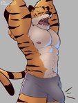 abs anthro clothed clothing countershading erection erection_under_clothing eyes_closed grey_background hands_behind_head male markings morning_wood muscular muscular_anthro muscular_male navel nipples open_mouth pecs raised_arm simple_background solo standing stretching tail tail_markings tenting underwear yawn jayjay_(artist) beastars bill_(beastars) bengal_tiger felid mammal pantherine tiger 2021 3:4 hi_res