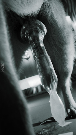 animal_genitalia canine_genitalia condom feral filled_condom genitals knot male sexual_barrier_device solo wearing_condom srvn canid canine canis domestic_dog mammal hi_res