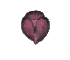 animal_genitalia animal_vulva bodily_fluids canine_clitoris canine_genitalia canine_vulva clitoral_fossa clitoris cum cum_in_vagina cum_inside disembodied_vulva female feral genital_fluids genital_shot genitals simple_background solo spread_vulva spreading vulva vulva_shot white_background fifity ambiguous_species animated