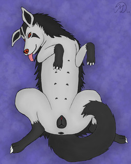 animal_genitalia animal_vulva anus black_anus black_body black_fur black_tail black_vulva canine_genitalia canine_vulva claws female feral fluffy fluffy_tail fur genitals gloves_(marking) grey_body grey_fur leg_markings looking_at_viewer lying mane markings nipples on_back paws presenting presenting_vulva raised_hand raised_hands raised_paw red_eyes red_nose snout socks_(marking) solo spread_legs spreading tail tongue tongue_out vulva yellow_sclera maklykan nintendo pokemon canid canine generation_3_pokemon mammal mightyena pokemon_(species) 4:5 absurd_res hi_res