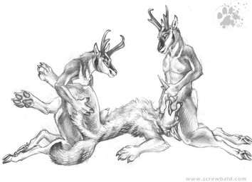 2007 anal anal_penetration animal_genitalia antlers ball_licking balls blotch canine claws coyote erection fellatio gay greyscale group group_sex hooves horn interspecies kneeling licking lying male mammal monochrome oral oral_sex pawprint penetration penis penis_tip plain_background pronghorn sex sheath signature sketch threesome tongue white_background
Rating: Explicit
Score: 8
User: Vinea
Date: March 09, 2014