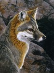 ambiguous_gender black_body black_fur black_nose brown_eyes countershade_torso countershading day detailed_background feral fur fur_markings looking_aside markings nature nature_background orange_body orange_fur outside photorealism realistic_fur sitting solo whiskers white_body white_fur al_agnew canid canine fox grey_fox mammal urocyon hi_res painting_(artwork) traditional_media_(artwork)