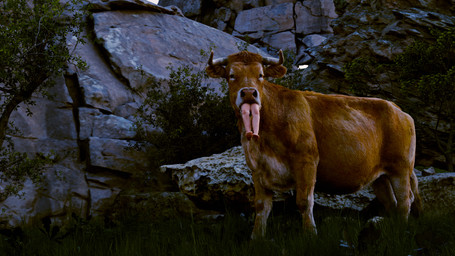 abdominal_bulge almost_fully_inside duo feet female female/female feral feral_pred forced fur partially_inside soft_vore soles toes unwilling_prey vore cryptocrisis bovid bovine cattle human mammal 16:9 3d_(artwork) blender_(artwork) digital_media_(artwork) hi_res widescreen