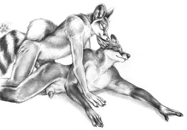 all_fours animal_genitalia animal_penis anthro canine_genitalia canine_penis claws duo eyes_closed finger_claws from_behind_position fur genitals inner_ear_fluff male male/male markings penetration penile penile_penetration penis penis_tip pointy_ears prick_ears ring_(marking) ringed_tail sex sheath simple_background striped_markings striped_tail stripes tail tail_markings tuft whisker_spots whiskers white_background blotch bassariscus cacomistle canid canine fox mammal procyonid 2011 monochrome traditional_media_(artwork)