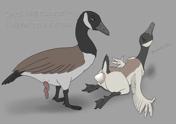 4_toes animal_genitalia anisodactyl avian_butt avian_feet beak black_beak cloaca duo egg feathers feet female female_feral feral genitals male male/female male_feral membrane_(anatomy) oviposition penis raised_tail tail tail_feathers toes webbed_feet tiny_terrible anatid anseriform anserine avian bird canada_goose goose