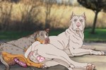 after_sex anatomically_correct anatomically_correct_genitalia anatomically_correct_penis anatomically_correct_pussy animal_genitalia animal_penis animal_pussy anus balls bodily_fluids butt canine_genitalia canine_penis canine_pussy cropped_ears cum cum_in_pussy cum_inside duo erection female feral genital_fluids genitals knot male male/female penis pussy kodaac canid canine canis domestic_dog mammal pit_bull 2023 digital_media_(artwork) hi_res