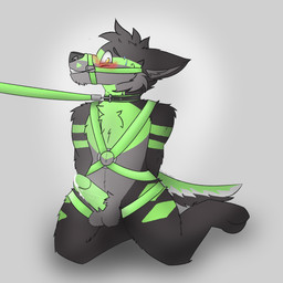 balls blush bodily_fluids collar cum cum_drip dripping ejaculation erection genital_fluids genitals harness leash leash_pull male muzzle_(object) muzzled solo reindead canid canine canis mammal wolf 1:1 absurd_res hi_res