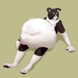 anthro belly big_belly black_body black_fur brown_eyes eyewear floppy_ears fur glasses glistening glistening_eyes gloves_(marking) head_tuft huge_belly hyper hyper_belly leaning leaning_backward leg_markings male markings mouth_closed nude rectangular_glasses sitting socks_(marking) solo tuft wearing_glasses white_body white_fur roobin canid canine canis domestic_dog mammal full-length_portrait portrait signature