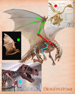ambiguous_gender anatomy bone brown_body brown_fur claws feral fur head_horn horn membrane_(anatomy) membranous_wings open_mouth photo_reference skeleton solo spread_wings tail text wing_claws wings christopher_stoll dragonatomy mythology avian bat bird dinosaur dragon mammal mythological_creature mythological_scalie prehistoric_species reptile saurischian scalie theropod tyrannosaurid tyrannosauroid tyrannosaurus tyrannosaurus_rex copyright_name hi_res picture_in_picture reference_image technical_illustration