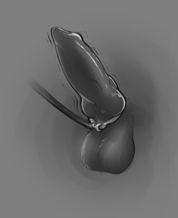 accessory animal_genitalia animal_penis canine_genitalia canine_penis cock_ring crotch_shot genitals jewelry knot leash male penis penis_accessory penis_jewelry penis_only sheath simple_background solo loonertick kiba_kurokage canid canine mammal absurd_res hi_res monochrome