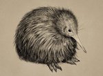 ambiguous_gender beak black_and_brown feral realistic sitting solo ka92 avian bird kiwi_(bird) ratite 2020 hi_res