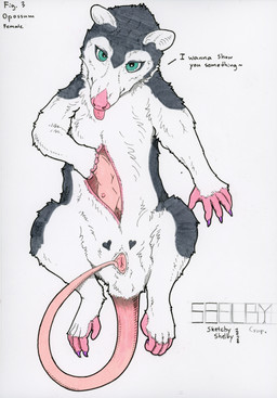 animal_genitalia animal_vulva anthro blep claws cloaca female female_anthro female_feral feral front_view fur genitals grey_body grey_fur looking_at_viewer marsupial_genitalia marsupial_vulva pink_tail pink_tongue pouch_(anatomy) pouch_teats purple_claws simple_background solo tail teal_eyes teats tongue tongue_out vulva white_background white_body white_fur sketchy_shelby shelby_(sketchy_shelby) american_opossum mammal marsupial 2024 dated hi_res traditional_media_(artwork)