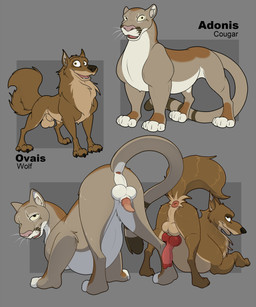 animal_genitalia animal_penis anus ass_up balls butt canine_genitalia canine_penis duo erection feet feline_genitalia feline_penis feral fur genitals half-closed_eyes knot looking_at_viewer looking_back male narrowed_eyes open_mouth paws penis presenting presenting_hindquarters quadruped seductive sheath simple_background smile tail teeth toes mcfan canid canine canis cougar felid feline mammal wolf absurd_res digital_media_(artwork) hi_res model_sheet