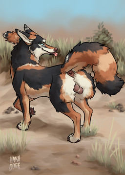 anus balls black_body black_fur blep blue_eyes brown_anus brown_body brown_fur brown_nose butt claws digitigrade fangs feral finger_claws fur genitals looking_back male paws quadruped raised_tail snout solo tail tail_anus tan_body tan_fur teeth toe_claws tongue tongue_out white_body white_fur hakudoge rustle_(hakudoge) canid canine canis coyote mammal absurd_res hi_res