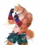 abs anthro biceps boxing clothed clothing fur hair male muscular muscular_anthro muscular_male pecs scar solo sport topless cuson canid canine canis domestic_dog mammal shiba_inu spitz 2018 digital_media_(artwork) hi_res