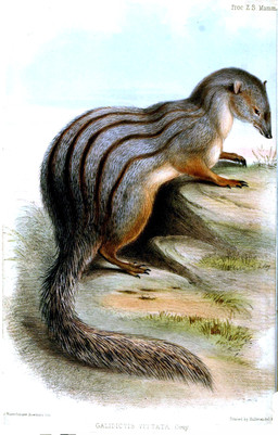5_toes ambiguous_gender black_eyes countershade_fur countershade_neck countershade_torso countershading feet feral fur grass grey_body grey_fur grey_tail looking_down nature_background plant quadruped realistic scientific_name sky solo striped_body striped_fur stripes tail text toes benjamin_waterhouse_hawkins license_info public_domain euplerid mammal narrow-striped_mongoose 1848 19th_century absurd_res ancient_art artist_name english_text hi_res traditional_media_(artwork)