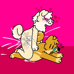 anthro bodily_fluids cum cum_inflation cum_inside curled_tail duo ejaculation excessive_cum excessive_genital_fluids fur genital_fluids genitals inflation knot leaking_cum male male/male multiple_orgasms on_top orgasm penis slightly_chubby tail white_body white_fur yellow_body yellow_fur doug_polaris doshiba_solaris shiroi_yuki canid canine canis domestic_dog mammal shiba_inu spitz absurd_res hi_res
