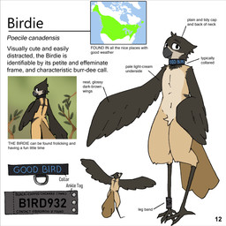 anthro avian_feet beak black_wings brown_body collar legband looking_at_viewer looking_back looking_back_at_viewer male map rear_view solo spread_wings text wings shellsist birdie_(canadabirdie) avian bird black-capped_chickadee chickadee oscine passerine tit_(bird) 1:1 english_text hi_res model_sheet