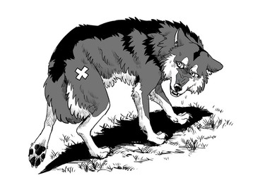 all_fours band-aid bandage bodily_fluids claws countershading crying fangs feral fur grass looking_back pawpads paws plant quadruped sad simple_background solo tail tears teeth walking_away white_background white_body white_fur wounded ayaka canid canine canis domestic_dog husky mammal nordic_sled_dog spitz greyscale monochrome