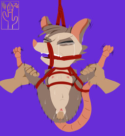 abdominal_bulge ankle_grab anthro arm_tuft bared_teeth bdsm bodily_fluids bondage bound breasts brown_body brown_fur butt chest_tuft clitoral_hood clitoris crying disembodied_hand disembodied_penis drooling duo ear_tuft faceless_character faceless_male female first_person_view forced fur gag genital_fluids genitals grabbing_both_ankles grabbing_both_legs interspecies knee_tuft leg_grab leg_tuft male male/female male_penetrating motion_lines multicolored_body multicolored_fur navel nipples nude offscreen_male pawpads penetration penis rape restraints rope rope_around_neck rope_bondage rope_gag rope_harness saliva sex shoulder_tuft simple_background size_difference spread_legs spreading suspension suspension_bondage sweat tail tail_tied tears teeth tuft two_tone_body two_tone_fur vaginal vaginal_fluids vaginal_penetration vulva pricklypastor_(artist) alma_(pricklypastor) american_opossum human mammal marsupial 2026 digital_drawing_(artwork) digital_media_(artwork) hi_res signature