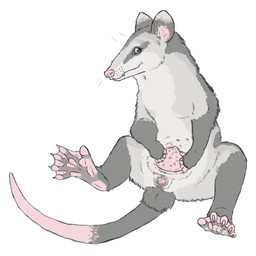 13_nipples 13_teats 5_fingers 5_toes anatomically_correct anatomically_correct_anus anatomically_correct_cloaca anatomically_correct_genitalia animal_genitalia anus arm_markings belly_focus belly_nipples black_body black_cloaca black_ears black_feet black_fur black_markings black_skin black_tail black_tuft blue_eyes claws cloaca cloaca_focus closed_smile countershading curved_tail desaturated dipstick_ears dipstick_tail ear_markings eye_markings facial_markings fangs feet female female_feral feral finger_claws fingerless_(marking) fingers foot_focus foot_markings forehead_markings fur fur_markings genital_focus genitals grey_body grey_fur guard_hair hand_in_pouch hand_markings hand_on_own_belly head_markings leg_markings looking_at_viewer markings membrane_(anatomy) monotone_anus monotone_hands monotone_markings mouth_closed multi_nipple multi_teat multicolored_body multicolored_ears multicolored_fur multicolored_skin nipples paws pink_anus pink_body pink_cloaca pink_ears pink_feet pink_hands pink_nipples pink_nose pink_paws pink_skin pink_tail plantigrade pouch_(anatomy) pouch_teats presenting presenting_anus presenting_belly presenting_cloaca presenting_crotch presenting_nipples presenting_teats raised_foot rat_tail semi-anthro sharp_fangs sharp_teeth simple_background sitting sitting_on_ground smile smiling_at_viewer solo spread_pouch spread_toes tail tail_markings teasing teasing_viewer teats teeth teeth_showing three-quarter_view toe_claws toeless_(marking) toes tuft two_tone_body two_tone_ears two_tone_feet two_tone_skin two_tone_tail vaginal_canal webbed_feet whisker_spots whiskers white_background white_body white_claws white_fur welcometaco kali_denise american_opossum hybrid mammal marsupial virginia_opossum water_opossum white-eared_opossum 2026 colored_sketch digital_drawing_(artwork) digital_media_(artwork) full-length_portrait portrait sketch