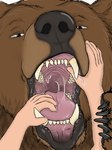 ambiguous_gender bodily_fluids duo fangs feral first_person_view hand_in_mouth larger_feral mouth_play mouth_shot open_mouth saliva saliva_on_tongue saliva_string size_difference smaller_human teeth throat tongue hgythshs bear brown_bear grizzly_bear human mammal ursine hi_res