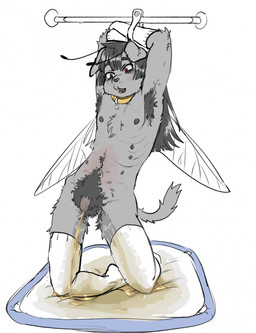 anthro armpit_hair bdsm belly_nipples bodily_fluids body_hair clothing collar femboy flaccid forced fur genital_fluids genitals grey_body grey_fur hairy insect_wings kneeling legwear male male_anthro nipples peeing penis pubes puppy_pad restrained restrained_arms simple_background solo submissive submissive_anthro submissive_male thigh_highs urine watersports wet_thighs wetting white_background wings goldenhammer yuzu_(goldenhammer) arthropod canid canine canis domestic_dog hybrid insect mammal hi_res