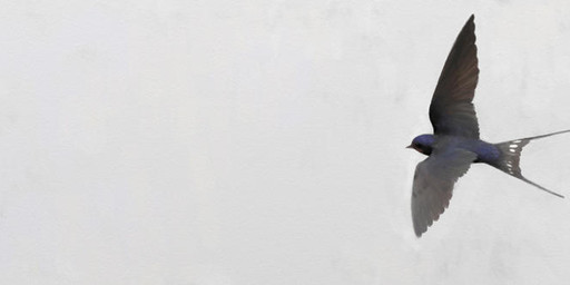 blue_body blue_feathers feathers feral flying grey_body grey_feathers simple_background solo spread_wings white_background wings renum63 avian bird hirundinid oscine passerine swallow_(bird) 2013