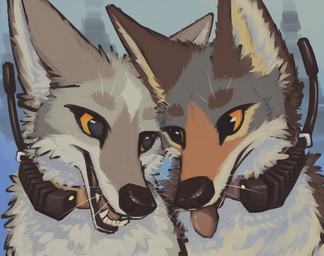 ambiguous_feral ambiguous_gender black_eyes blep blue_background collar duo fangs feral fur grey_body grey_fur multicolored_body multicolored_fur open_mouth orange_body orange_fur orange_sclera radio_collar simple_background teeth tongue tongue_out whiskers white_body white_fur yellow_body yellow_fur faryart canid canine canis coyote mammal