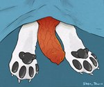 anatomically_correct anatomically_correct_genitalia animal_genitalia animal_penis bedding black_pawpads blanket canine_genitalia canine_penis claws erection_under_blanket feral fur genitals hiding knot male pawpads paws penis red_penis solo white_body white_fur sherlock_davis bayard_zylos arctic_fox canid canine fox mammal true_fox