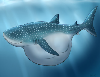 after_vore belly big_belly blue_background blue_body blue_eyes blue_fin blue_tail dorsal_fin duo female female_pred feral feral_pred fin shark_tail simple_background tail underwater vore water sylvertears disney finding_dory finding_nemo pixar destiny_(finding_dory) aquatic carpet_shark fish shark whale_shark 2026 hi_res shaded watermark