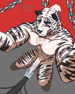 abs anthro biceps blue_eyes bodily_fluids bound chain chest_tuft cum ejaculation erection fur genital_fluids genitals hair machine male milking_machine muscular muscular_anthro muscular_male nervous nervous_sweat nipples nude pecs penile penis penis_milking penis_milking_machine ponytail pubes restraints scar simple_background solo striped_body striped_fur stripes sweat tuft white_body white_fur nestor_forth arknights hypergryph studio_montagne mountain_(arknights) felid mammal pantherine tiger 4:5 hi_res
