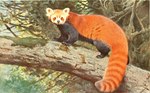 ambiguous_gender big_tail brown_body brown_fur claws day detailed_background feral fur grey_body grey_fur in_tree looking_at_viewer markings moss multicolored_body multicolored_fur nude orange_body orange_fur outside plant quadruped realistic ring_(marking) ringed_tail solo standing striped_markings striped_tail stripes tail tail_markings toe_claws tree whiskers white_body white_fur friedrich_wilhelm_kuhnert ailurid mammal red_panda 1911 20th_century absurd_res ancient_art hi_res signature traditional_media_(artwork)