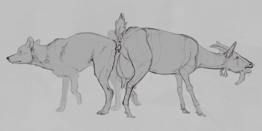 animal_genitalia anus avian_caruncle bleating dewlap_(anatomy) feral genitals hooves horn knot knotting teats udders vulva wattle technesaurus alpine_goat bovid canid canine canis caprine coyote domestic_goat goat mammal hi_res sketch