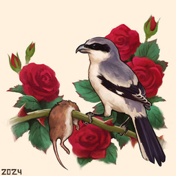 beak black_body black_eyes black_feathers black_tail_feathers black_talons black_wings brown_body brown_fur corpse duo feathers feet feral flower fur grey_beak grey_body grey_feathers impalement leaf multicolored_body multicolored_feathers pink_feet pink_paws pink_tail plant rose_(flower) rose_bush simple_background tail thorns white_background white_body white_feathers wings alexpahomov great_grey_shrike mammal mouse murid murine rodent 1:1 2024 digital_media_(artwork) digital_painting_(artwork) painting_(artwork)